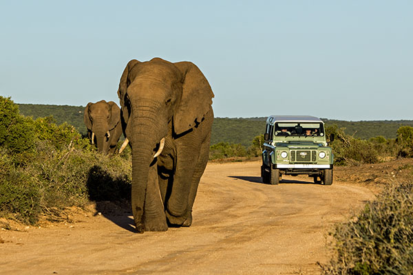 Taken,In,Addo,National,Park,,South,Africa